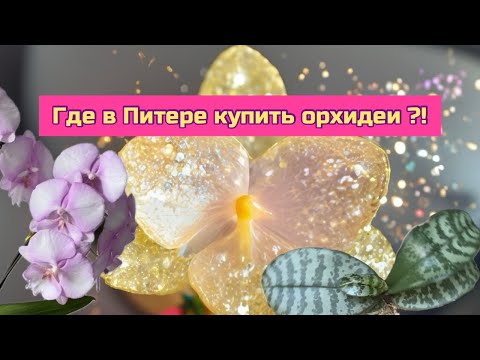 Видео: Обзор магазина орхидей в Питере, что купила, гниль на шее орхидеи #phal, влог ОРХОМАНА #orchid 