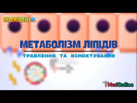 Видео: Метаболізм Ліпідів | Травлення та Всмоктування