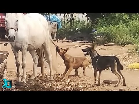 Видео: Собаки об Этом Пожалели / Случаи с Животными Снятые на Камеру
