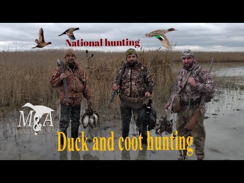 Видео: Ördək və qaşqaldaq ovu  2020 Duck and coot hunting Охота на уток и лысух