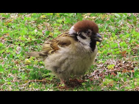 Видео: Исомару, синий каменный дрозд - вторжение! #3 и больной воробей после этого