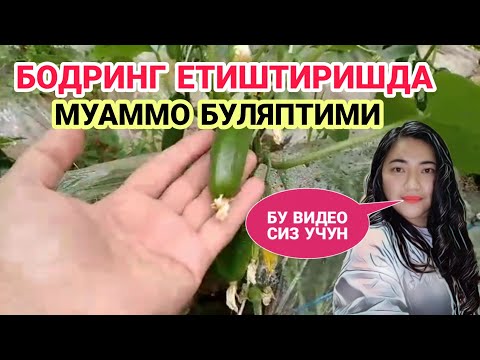 Видео: БОДРИНГ ЕТИШТИРИШ СИРЛАРИ