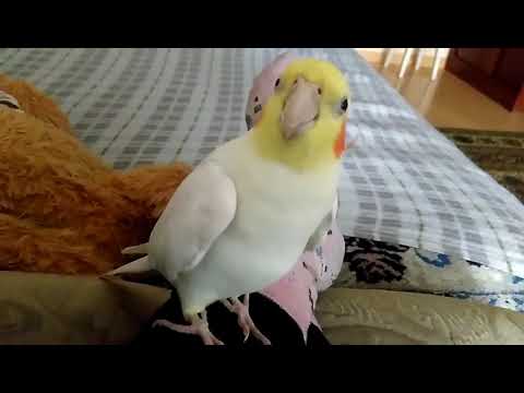 Видео: Талантливые попугаи. Попугай Геша говорит и поёт