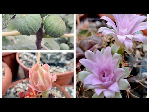 Видео: Жара за 40... как растения? Небольшой обзор.