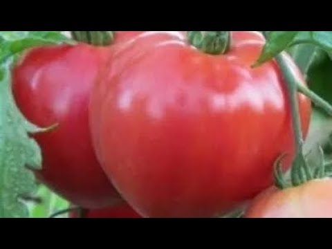 Видео: Лучшие сердцевидные индетерминантные томаты для следующего сезона. Выбираем достойные сорта!