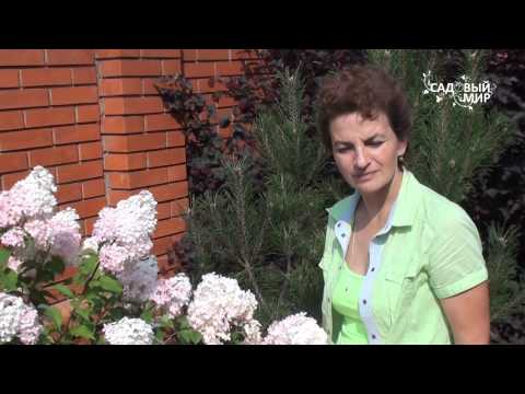 Видео: Виды и сорта гортензий. Сайт "Садовый мир"