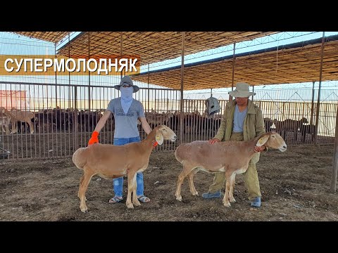 Видео: Отборные овцы и суперягнята в хозяйстве Куаныша Мыктыбаева.