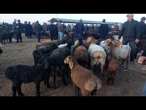 Видео: 11.11.2024 СОВЛИКЛАРНИ ЗУРЛАРИ ЧИКДИ КАРШИ КАРВОН МОЛ БОЗОРИГА