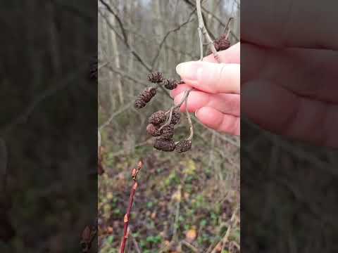 Видео: Воспоминания, сбор ольховых шишек в школьные годы ⏳️ 