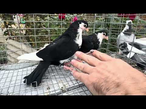 Видео: Молодняк голубей Галацкие роллеры 