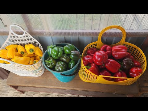 Видео: В гостях хорошо,а дома лучше. ❤️
