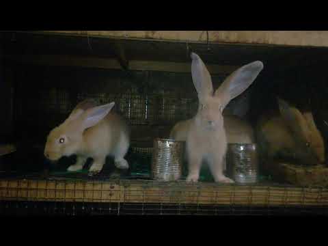 Видео: Правила откорма кроликов.