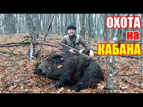 Видео: Охота на кабана и косулю с гончими