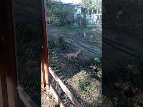 Видео: Жду бройлеров. Клетки готовы! Фазаны в конце августа. 
