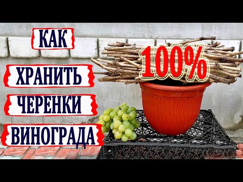 Видео: 🍇 Как 100% СОХРАНИТЬ ЧЕРЕНКИ ВИНОГРАДА до весеннего укоренения. И это не СТРЕЙЧ ПЛЕНКА точно.