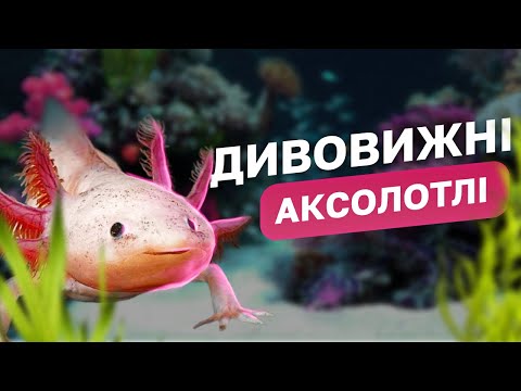 Видео: ВМІЄ відрощувати КІНЦІВКИ ТА МОЗОК | Аксолотль - цікаві факти про дивовижну амфібію