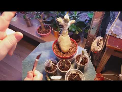 Видео: Адениумы. Прививка. Я с помощью клея,  делаю впервые. НЕ спешите повторить.