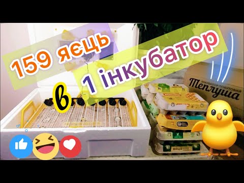 Видео: Замість 72❌ВЛІЗЕ 159 яєць‼️я так інкубую✅Не втрачайте дорогоцінний час🐥⏰Теплуша Люкс 72