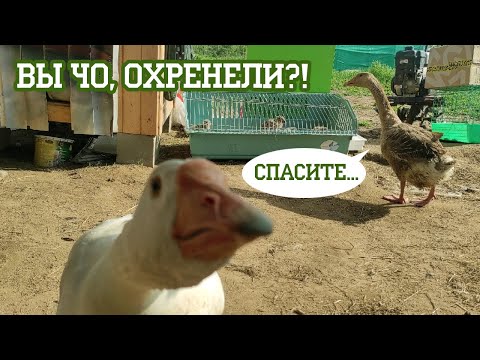 Видео: Пипа женится?!