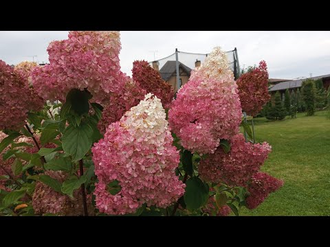 Видео: Высокая, средняя и низкая обрезка метельчатой гортензии Ванилла Фрейз (Ванила Фрайз)