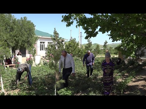 Видео: Саричашма истифодаи самараноки заминхои лалма