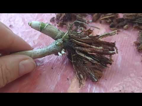 Видео: Дендрофаленопсис с ВБ, продолжение