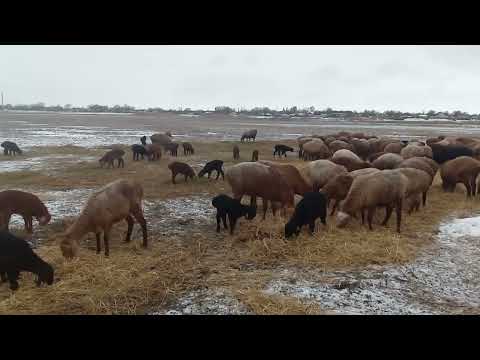 Видео: Несколько советов начинающим овцеводам. По просьбе подписчиков.