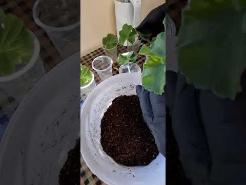 Видео: 2 часть. Пересаживаю укоренённые листочки пеларгонии в грунт..🌱