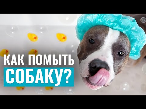 Видео: КАК ПОМЫТЬ СОБАКУ? Подготовка к купанию и выбор косметических шампуней