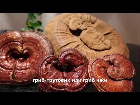 Видео: Три Сина. Часть #2 Лу-син