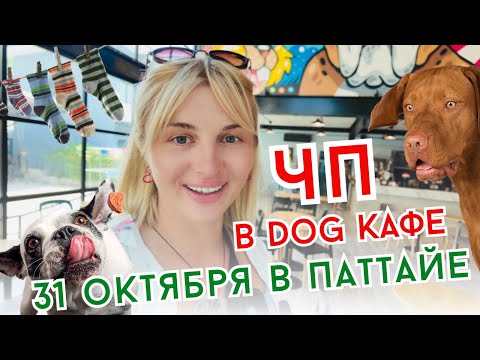 Видео: DOG CLUB - кафе с собаками в Паттайе, сколько стоит Айфон 16 (iPhone), Halloween в Central Pattaya
