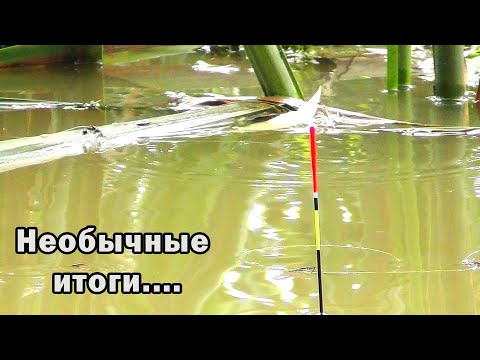 Видео: Ранним утром забросил я поплавки под камыши на карася! + Полезные мелочи и  Необычные итоги