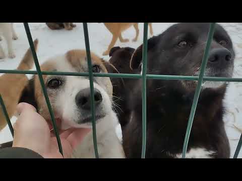 Видео: Забрали собаку из приюта.