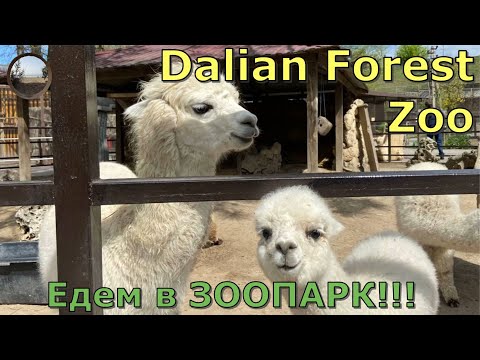 Видео: Зоопарк в городе Далянь, Китай / Dalian Zoo, China