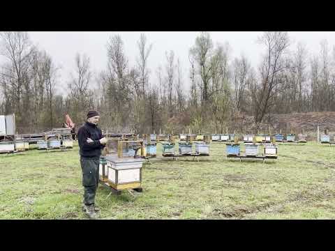 Видео: Прохідна стратегія порятунку бджіл.