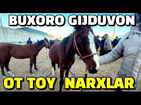 Видео: ОТ, ТОЙ НАРХЛАР БУХОРО ГИЖДУВОН МОЛ БОЗОР