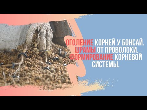 Видео: Воздушные корни у фикуса бонсай. Их использование для оплетания Будды. Шрамы от проволоки у бонсай.