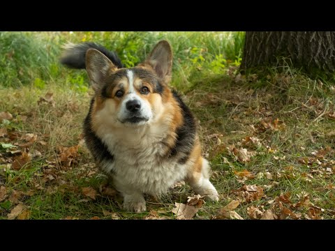 Видео: Первая осень Каспера с мамой и папой!