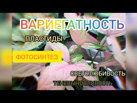 Видео: Что такое ВАРИЕГАТНОСТЬ? Просто о сложном 😉!