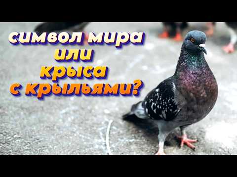 Видео: Как выглядят маленькие голуби? Как голуби находят дорогу домой? // Узнать все секреты птицы мира