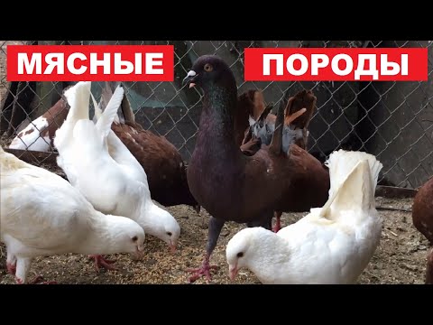 Видео: Происхождение некоторых мясных голубей / Весеннее кормление и витамины для голубей