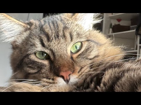 Видео: Пришлось оставить Васю, на время, у знакомых 🙏Сборка популярных видео с пушистиком😼