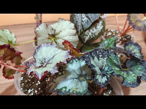 Видео: Пересадка бегоний 