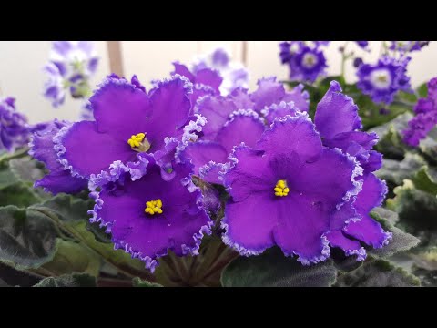 Видео: Синих много не бывает!Пурпурные и синие фиалки на 22.02.22
