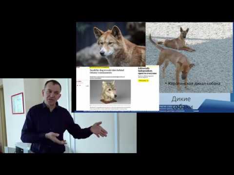 Видео: Собаки карликовых пород кто вы?