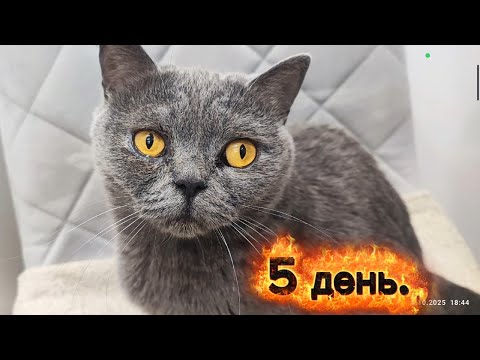 Видео: 5 день, делаем успехи. #cat 
