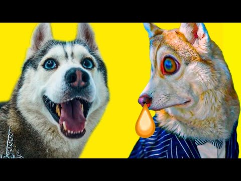 Видео: РЫЖАЯ СОПЛЯ!!! Все серии июня подряд!! (Хаски Бублик) Говорящая собака