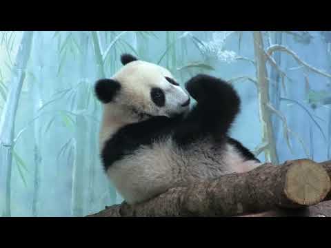 Видео: Панда Катюша и её мама панда Диндин, Московский зоопарк.