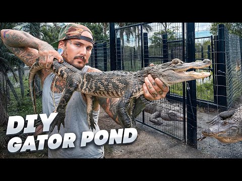 Видео: НАКОНЕЦ-ТО ВЫПУСКАЮ АЛЛИГАТОРОВ В ПРУД!!!