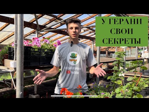 Видео: ПОЧЕМУ НЕ ЦВЕТЕТ ГЕРАНЬ? Уход за пеларгонией